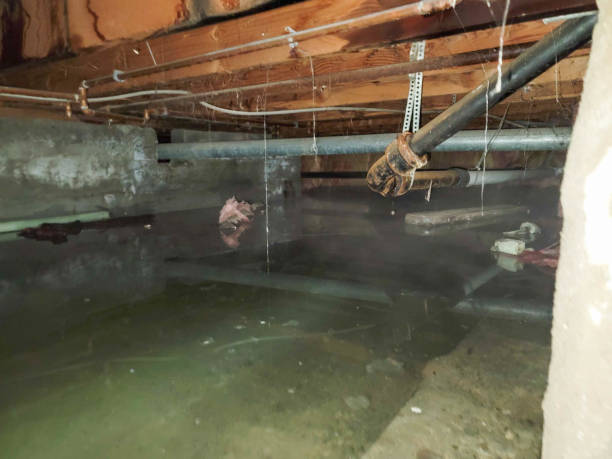 Best Water damage restoration near me  in Inver Grove Heights, MN